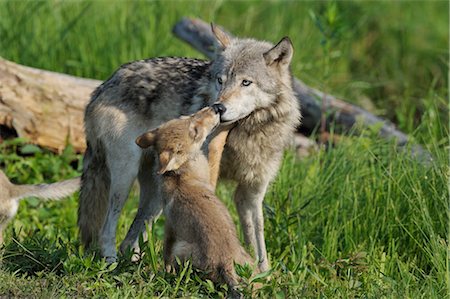 simsearch:700-02686033,k - Gray Wolf with Pup, Minnesota, USA Stock Photo - Premium Royalty-Free, Code: 600-03229293