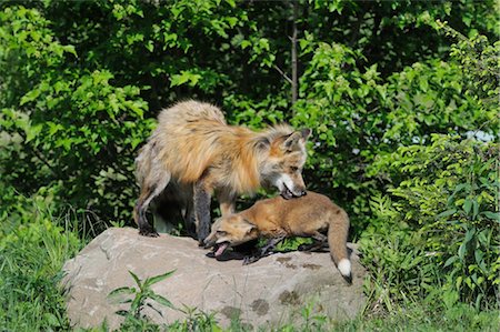 simsearch:600-03229238,k - American Red Fox with Pup, Minnesota, USA Stock Photo - Premium Royalty-Free, Code: 600-03229304