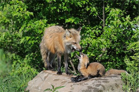 simsearch:600-03229238,k - American Red Fox with Pup, Minnesota, USA Stock Photo - Premium Royalty-Free, Code: 600-03229305