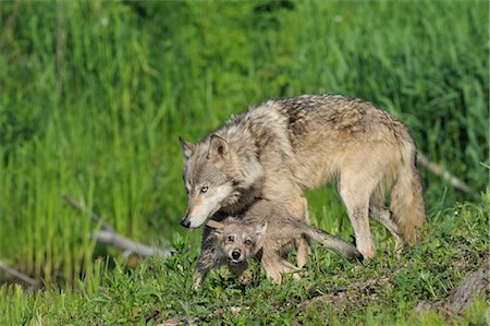 simsearch:600-03229238,k - Gray Wolf with Pup, Minnesota, USA Stock Photo - Premium Royalty-Free, Code: 600-03229300