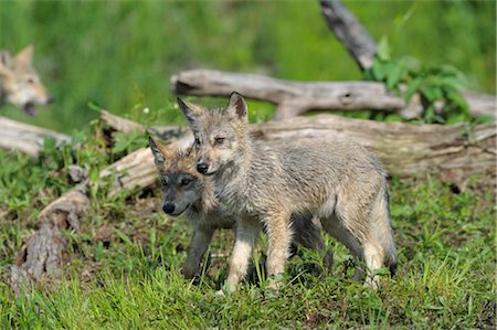 Gray Wolf Pups, Minnesota, USA Stock Photo - Premium Royalty-Free, Code: 600-03229302