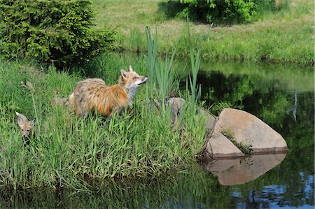 simsearch:600-03229238,k - American Red Fox with Pup, Minnesota, USA Stock Photo - Premium Royalty-Free, Code: 600-03229311