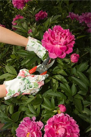 pruning shears - Cutting Peony Stock Photo - Premium Royalty-Free, Code: 600-03229743