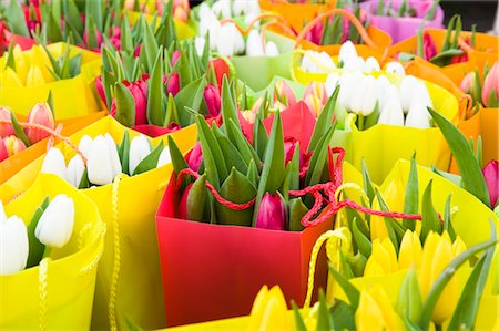 Tulips at Flower Market, Salzburger Land, Austria Stock Photo - Premium Royalty-Free, Code: 600-03230194