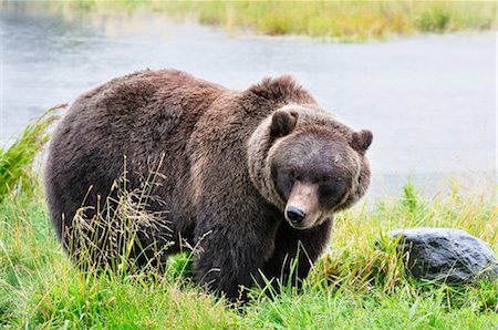 Grizzly Bear, Kenai Wildlife Preserve, Kenai Peninsula, Alaska, USA Stock Photo - Premium Royalty-Free, Code: 600-03240647