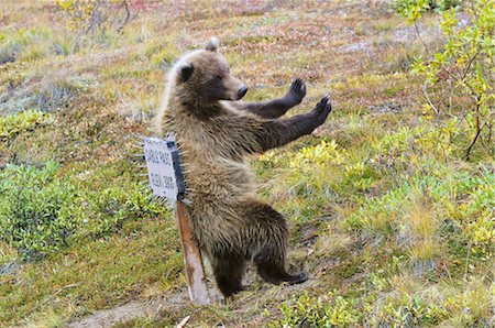 park sign - Grizzly Bear, Denali National Park and Preserve, Alaska, USA Foto de stock - Sin royalties Premium, Código: 600-03240648