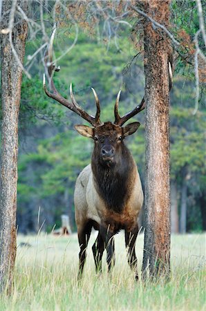 simsearch:600-03240727,k - Elk, Jasper National Park, Alberta, Canada Stock Photo - Premium Royalty-Free, Code: 600-03240665