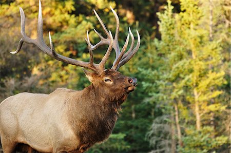 Elk, Jasper National Park, Alberta, Canada Foto de stock - Sin royalties Premium, Código: 600-03240667