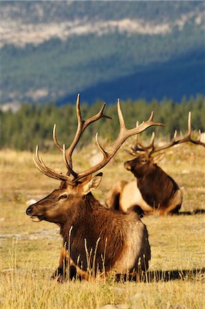 simsearch:600-03240727,k - Elk, Jasper National Park, Alberta, Canada Stock Photo - Premium Royalty-Free, Code: 600-03240678