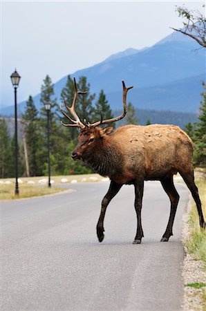 simsearch:600-03240727,k - Elk, Jasper National Park, Alberta, Canada Stock Photo - Premium Royalty-Free, Code: 600-03240670