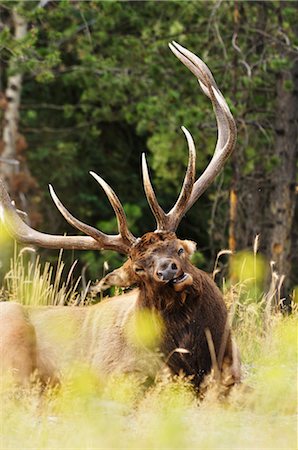 simsearch:600-03240727,k - Elk, Jasper National Park, Alberta, Canada Stock Photo - Premium Royalty-Free, Code: 600-03240671