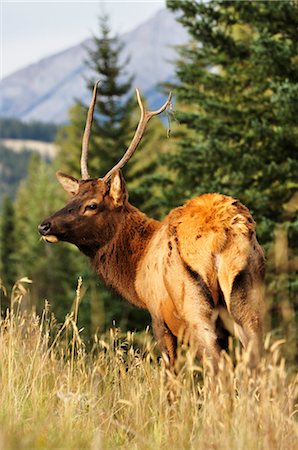 simsearch:600-03240727,k - Elk, Jasper National Park, Alberta, Canada Stock Photo - Premium Royalty-Free, Code: 600-03240672