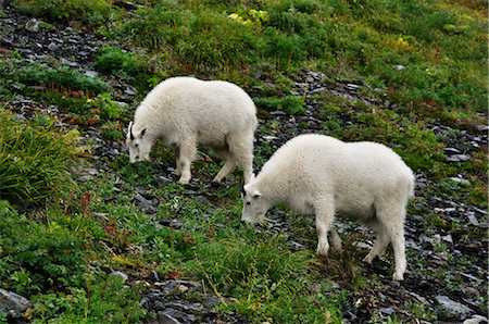 simsearch:600-00865387,k - Mountain Goats, Kenai Fjords National Park, Alaska, USA Stock Photo - Premium Royalty-Free, Code: 600-03240682
