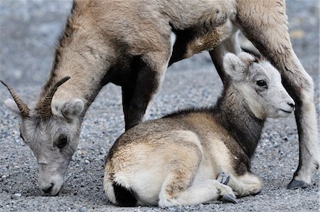 Pierre mouton mère et bébé, Parc Provincial de Stone Mountain, en Colombie-Britannique, Canada Photographie de stock - Premium Libres de Droits, Code: 600-03240722