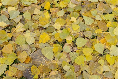 simsearch:600-03762602,k - Cottonwood Leaves in Autumn, Nuremberg, Bavaria, Germany Stock Photo - Premium Royalty-Free, Code: 600-03297807