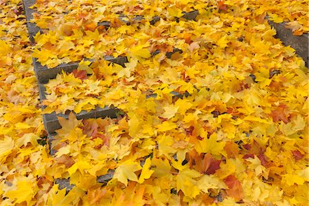 simsearch:600-03762602,k - Maple Leaves in Autumn, Nuremberg, Bavaria, Germany Stock Photo - Premium Royalty-Free, Code: 600-03297809