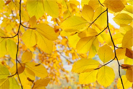 deciduous - Beech tree in Autumn, Spessart, Bavaria, Germany Stock Photo - Premium Royalty-Free, Code: 600-03297814