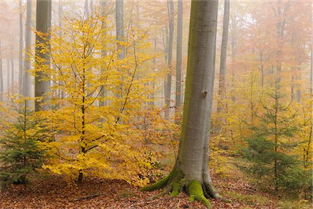 simsearch:600-05973842,k - Beech Forest, Spessart, Bavaria, Germany Stock Photo - Premium Royalty-Free, Code: 600-03297824