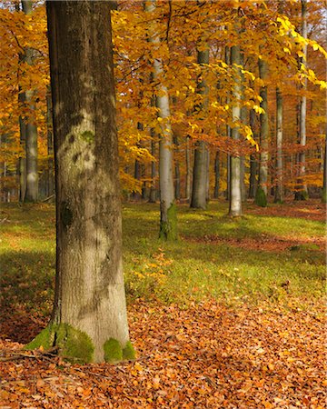 Beech Forest in Autumn, Spessart, Bavaria, Germany Foto de stock - Sin royalties Premium, Código: 600-03297830