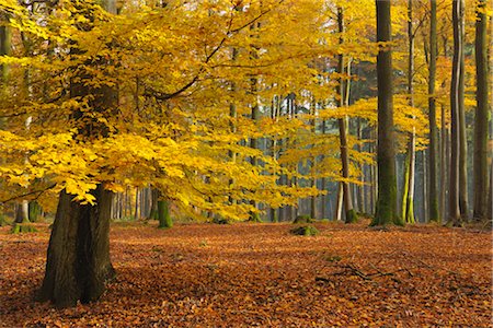 simsearch:600-05973842,k - Beech Forest in Autumn, Spessart, Bavaria, Germany Stock Photo - Premium Royalty-Free, Code: 600-03297831