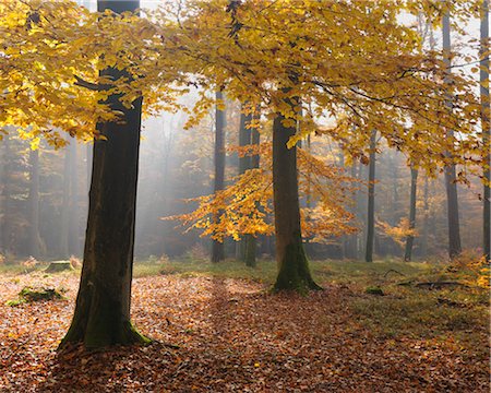 Beech Forest in Autumn, Spessart, Bavaria, Germany Stock Photo - Premium Royalty-Free, Code: 600-03297832