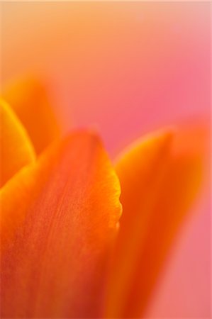 flower macro - Tulip Foto de stock - Sin royalties Premium, Código: 600-03290218