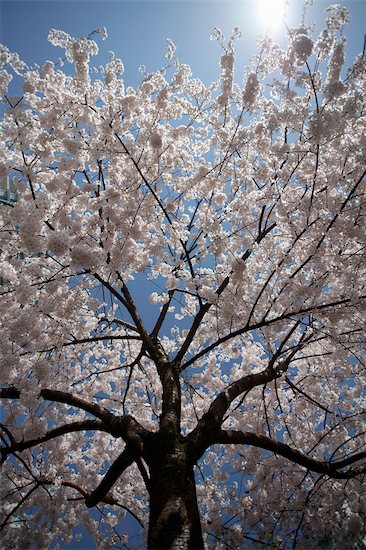 cherry tree blossom festival. Cherry Blossoms, Coal Harbour,