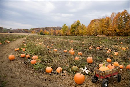 Wagon in Pumpkin Patch Stock Photo - Premium Royalty-Free, Code: 600-03333348