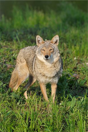 Coyote, Minnesota, USA Stock Photo - Premium Royalty-Free, Code: 600-03333538