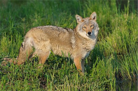Coyote, Minnesota, USA Stock Photo - Premium Royalty-Free, Code: 600-03333539