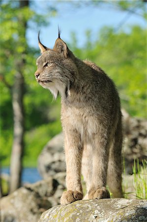 Canadian Lynx, Minnesota, USA Foto de stock - Sin royalties Premium, Código: 600-03333541