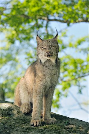 Canadian Lynx, Minnesota, USA Foto de stock - Sin royalties Premium, Código: 600-03333542