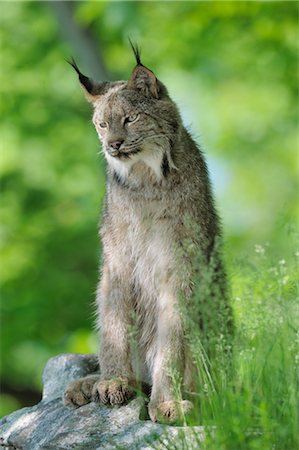 Canadian Lynx, Minnesota, USA Foto de stock - Sin royalties Premium, Código: 600-03333543