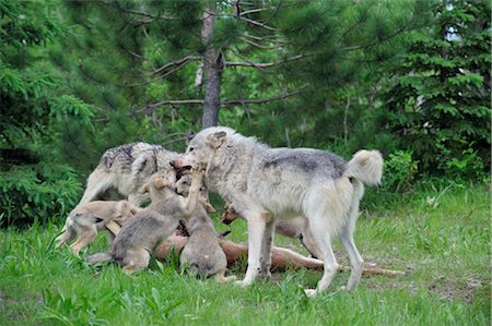 simsearch:600-03229238,k - Timber Wolf Family Feeding on Prey, Minnesota, USA Stock Photo - Premium Royalty-Free, Code: 600-03333555