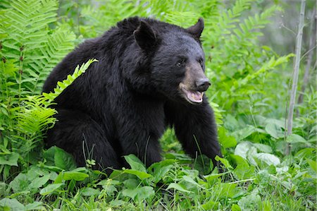 Black Bear in Meadow, Minnesota, USA Stock Photo - Premium Royalty-Free, Code: 600-03333566