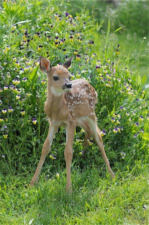 Young White Tailed Deer, Minnesota, USA Stock Photo - Premium Royalty-Free, Code: 600-03333567