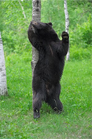 Black Bear in Forest, Minnesota, USA Stock Photo - Premium Royalty-Free, Code: 600-03333561