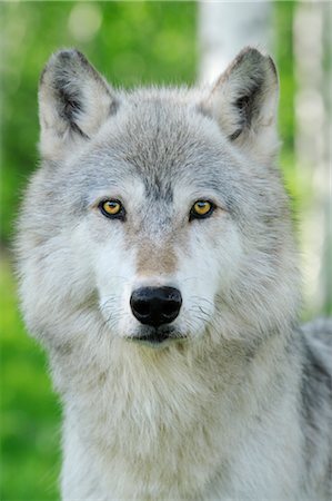 Portrait of Timber Wolf, Minnesota, USA Stock Photo - Premium Royalty-Free, Code: 600-03333571