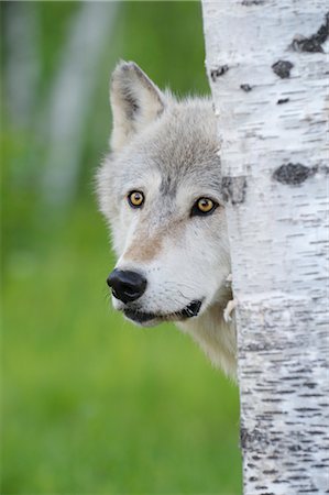 simsearch:600-03229238,k - Portrait of Timber Wolf, Minnesota, USA Stock Photo - Premium Royalty-Free, Code: 600-03333572