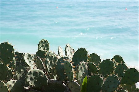 simsearch:600-03446089,k - Cactus by Ocean, Tulum, Yucatan Peninsula, Mexico Foto de stock - Sin royalties Premium, Código: 600-03355677