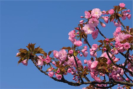 european cherry trees branches - Cherry Blossom, Lake Neusiedl, Illmitz, Burgenland, Austria Foto de stock - Sin royalties Premium, Código: 600-03361620