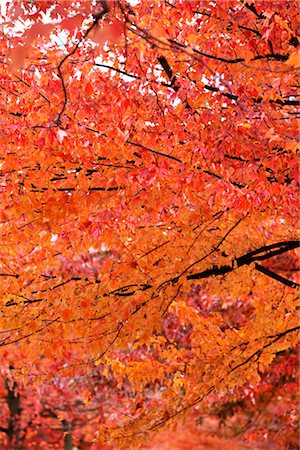 Autumn Leaves Stock Photo - Premium Royalty-Free, Code: 600-03361650