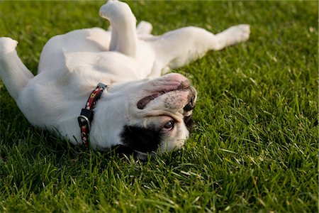 french bulldog - French Bulldog Rolling on Grass Stock Photo - Premium Royalty-Free, Code: 600-03404166