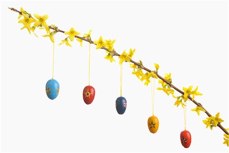 simsearch:600-07110444,k - Easter Eggs Hanging on Blooming Forsythia Branch, Bavaria, Germany Stock Photo - Premium Royalty-Free, Code: 600-03404396