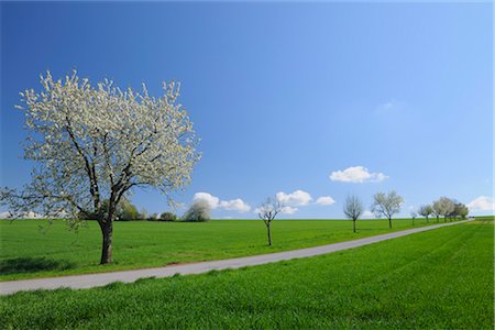 Blooming Cherry Trees along Path in Spring, Vielbrunn, Odenwald, Hesse, Germany Stock Photo - Premium Royalty-Free, Code: 600-03404415