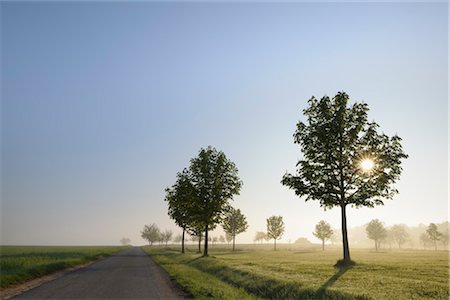 simsearch:600-08232277,k - Trees along Road in Spring, Grossheubach, Spessart, Bavaria, Germany Stock Photo - Premium Royalty-Free, Code: 600-03404420