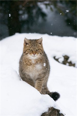 Portrait of European Wildcat Stock Photo - Premium Royalty-Free, Code: 600-03404667