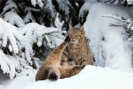 funny cat - Portrait of European Wildcats Stock Photo - Premium Royalty-Free, Code: 600-03404674
