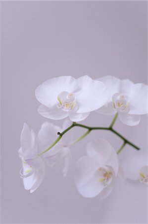 White Orchid Stock Photo - Premium Royalty-Free, Code: 600-03407381