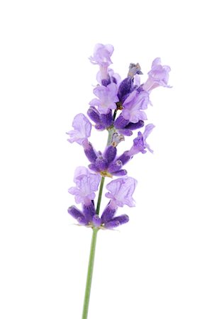 Close-up of Lavender Flower Stock Photo - Premium Royalty-Free, Code: 600-03407635